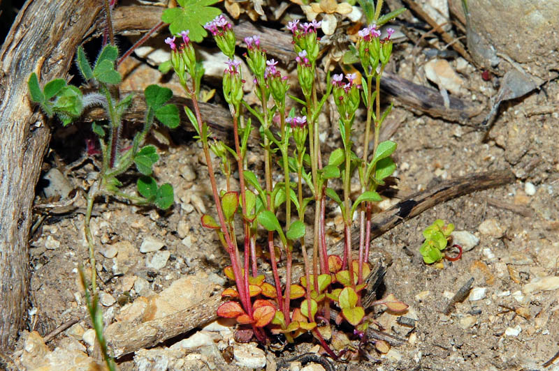 Centranthus calcitrapae / Camarezza minore